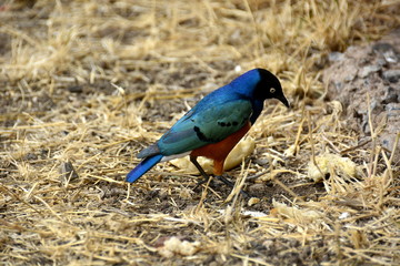 Colorful bird Spreo in african countryside