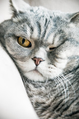 Sleeping a fat British cat on the couch. Looks at the camera