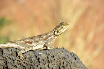 Lizard on the rock in african countryside