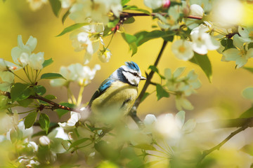 little chickadee sits in the early spring among the branches of a blossoming Apple tree