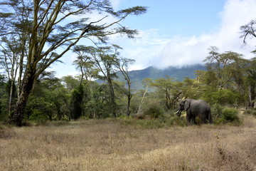 Elephant in the Ngorongoro crater