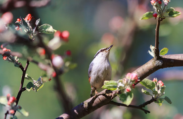 nuthatch bird sitting in the early spring among the branches of a blossoming Apple trees in may
