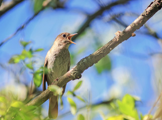bird the Nightingale sings in the spring of leaping sitting in the bushes