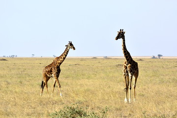 Fototapeta na wymiar Two Masai giraffes (Giraffa tippelskirchi - Maasai giraffe), also called Kilimanjaro giraffe, in african countryside
