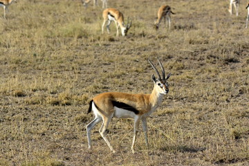 Naklejka na ściany i meble Thomson's gazelle (Eudorcas thomsonii) in african countryside (Serengeti)