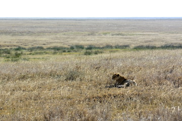 Lion female lying in the african countryside