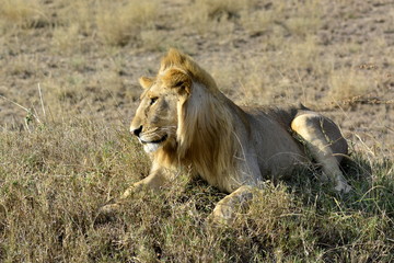 Lion lying in african country Serengeti