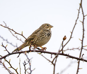 Corn bunting bird