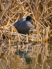 Eurasian coot nesting