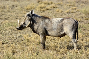 Warthog in african countryside