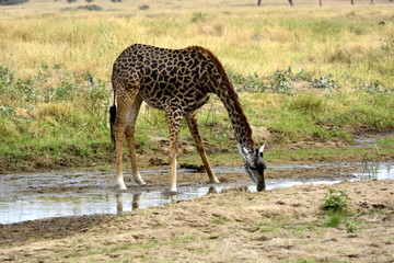 Naklejka na ściany i meble Masai giraffe (Giraffa tippelskirchi - Maasai giraffe), also called Kilimanjaro giraffe, in african countryside drinking water in african countryside