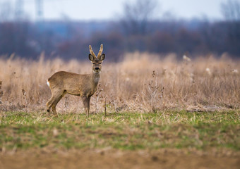 Roebuck on a meadow