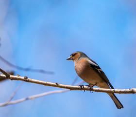 Chaffinch perched on a twig