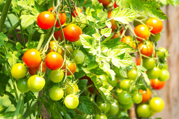 Tomaten - Paradeiser