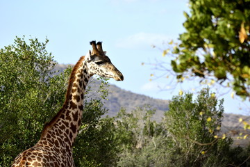 Masai giraffe (Giraffa tippelskirchi - Maasai giraffe), also called Kilimanjaro giraffe, in african countryside