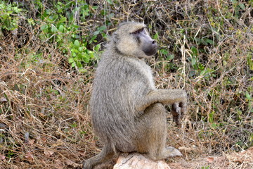 Baboon sitting on the rock in african countryside