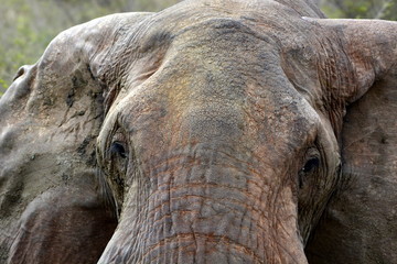 Obraz premium Head detail of the African bush elephant (Loxodonta africana) in african countryside