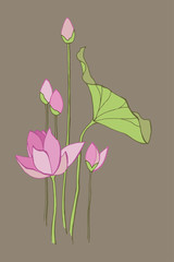 Exquisite Lotus Flowers
