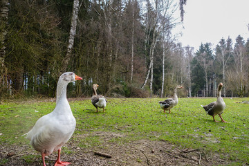 Gänse, Wildpark Poing