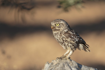 Little owl 036