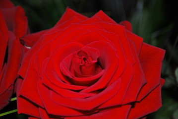 Red rose, blossomed flower
