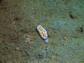 True sea slug