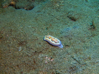 True sea slug