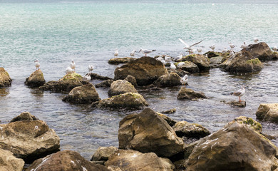 Fototapeta na wymiar Many seagulls on the rocks on the Black Sea coast. Gulls on the stones. Birds of the sea.