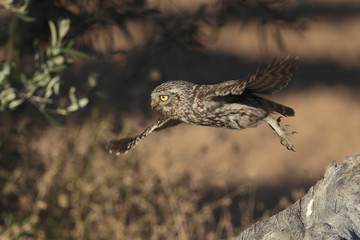 Little owl 034