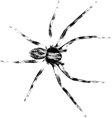 spider