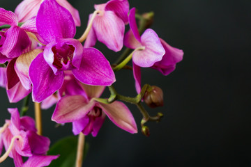 Fototapeta na wymiar Closeup, Pink flower Phalaenopsis orchid on black background, suitable for greeting card or background.