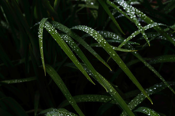 雨の日の草