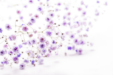 紫系に着色されたカスミソウの花