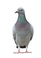 portrait full body of speed racing pigeon bird isolate white background © stockphoto mania
