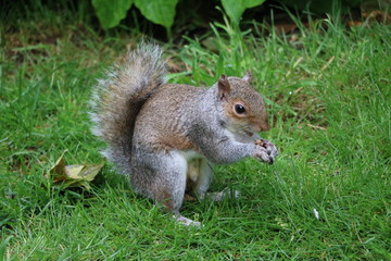 Naklejka na ściany i meble Gray squirrel eats nuts in Hyde Park London, United Kingdom