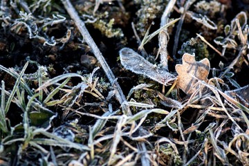 Green grass and tree seed frozen and cobered with ice and frost, winter background