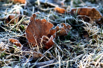Picturesque field with plants and leaf covered with ice and frost