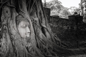 Ancient Buddha head in tree roots,A black and white photo.