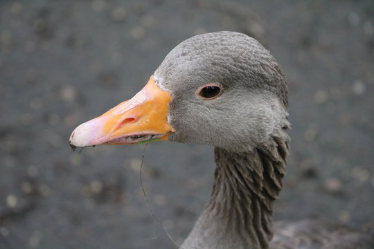 Portrait of Greylag goose in Hyde Park London, United Kingdom