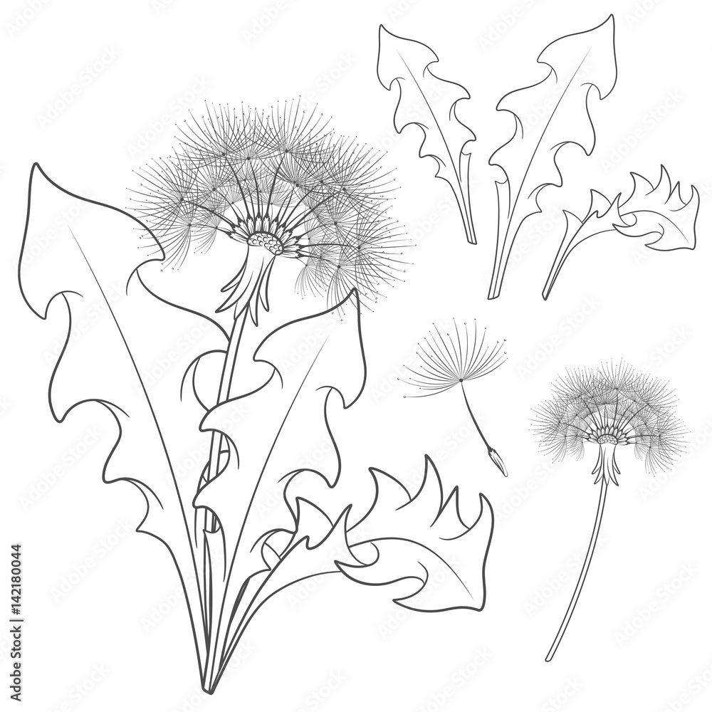 Poster set of images with a dandelion. isolated vector black and white objects on white background.