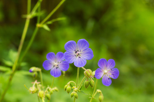 Fototapeta Violet flowers Geranium pratense or meadow geranium in green field. Meadow crane's-bill flowers
