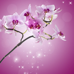 Obraz na płótnie Canvas Pink orchid flower.