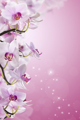 Roze orchideebloem.