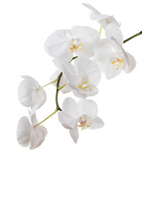 Fototapeta premium Flowers of white orchids