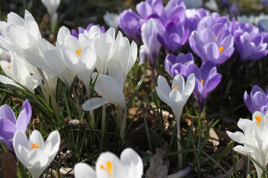 Fr&uuml;hling in Berlin / Bl&uuml;tenpracht am Fennsee in Wilmersdorf