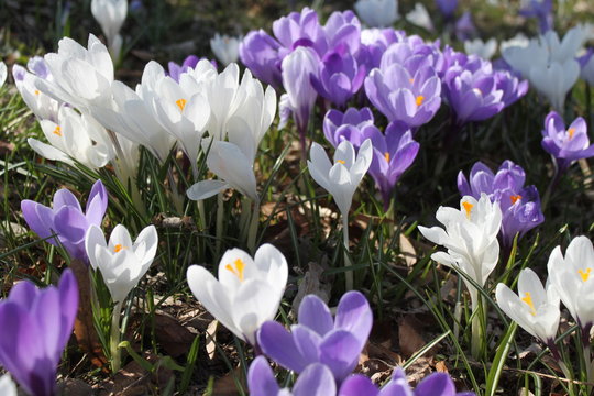 Fr&uuml;hling in Berlin / Bl&uuml;tenpracht am Fennsee in Wilmersdorf