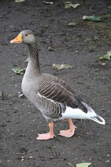 Greylag goose in Hyde Park London, United Kingdom