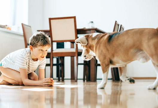 Boy and beagle dog play with ball at home