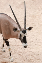 Oryxes is a genus of mammals and ruminants.