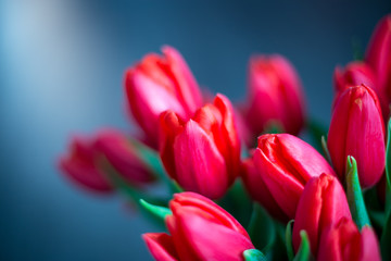 Red Tulips with Free Space for Text